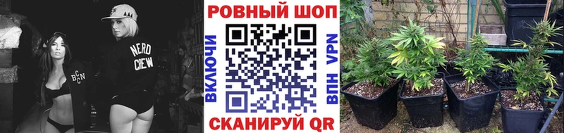 Продажа наркотиков Бабаево Псилоцибиновые грибы  Меф  СК  Гашиш  COCAIN  Каннабис 